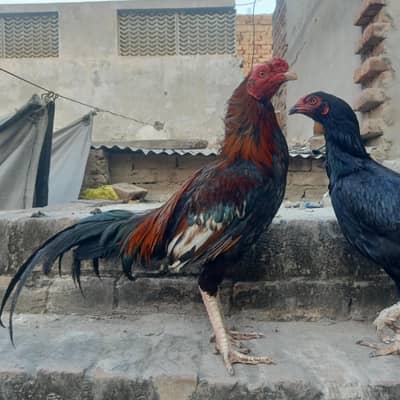 Pure Aseel 1 male 3 female murgi