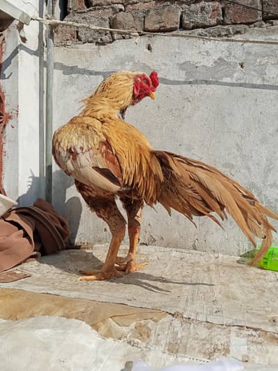 Pakistani aseel pair