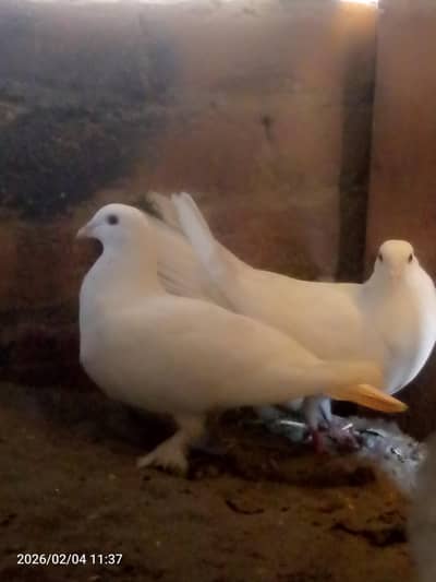 2 male ha ak sharazi or ak orange eyes ma