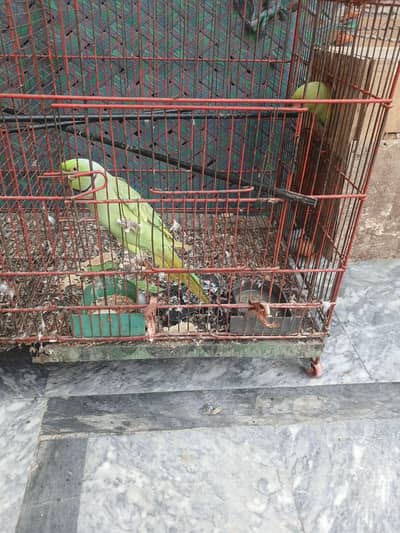 Talking Parrot Pair 03216318613