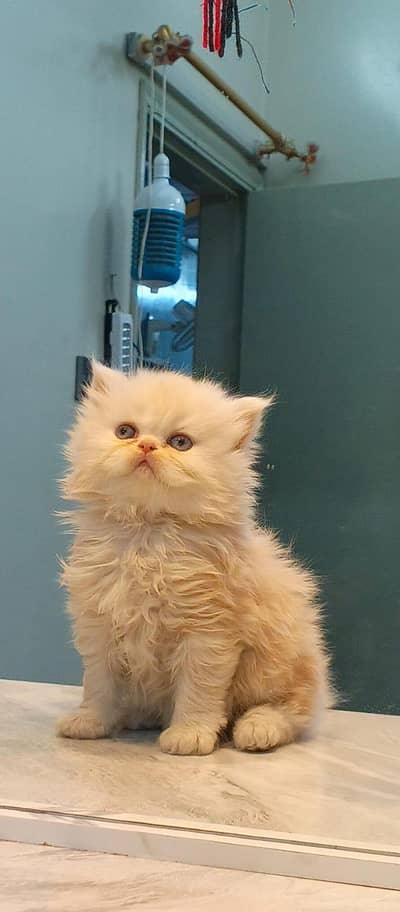 Persian kitten  triple coat  Pure Persian kitten