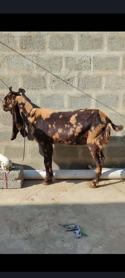 pure kamori bakri 2 months gabban