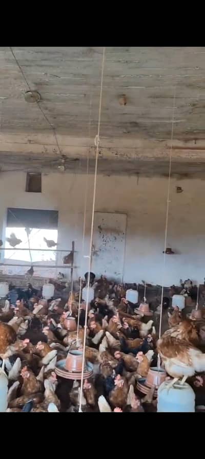 lohmann brown and black hens for sale at peak egg production.