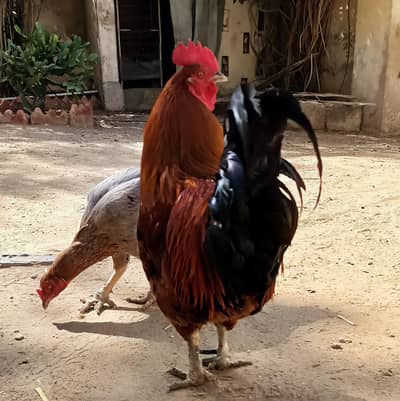 03128640925 is number pe rabta Karen