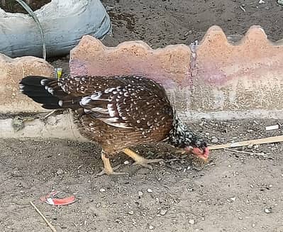 03128640925 is number pe rabta Karen