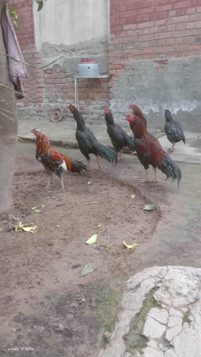 Murga pure black colour and cheena