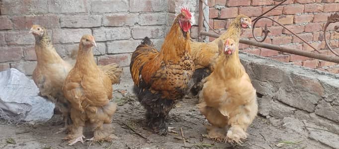 Golde heavy Buff 1 male 5 female Ghar k paly howy