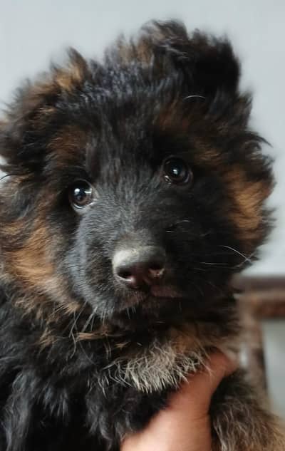Long Coat German Shepherd Puppies for Sale