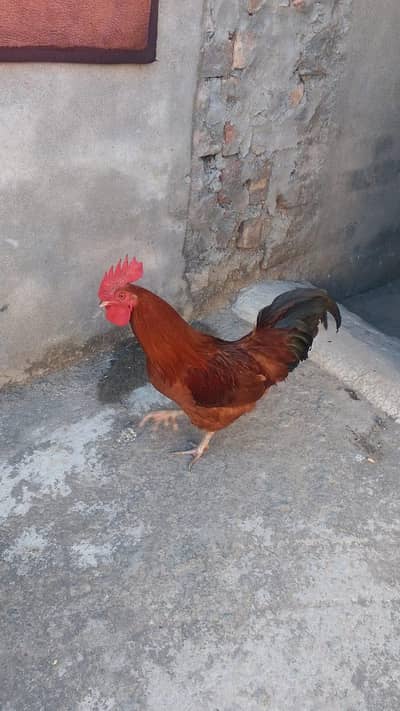 golden hens for sale