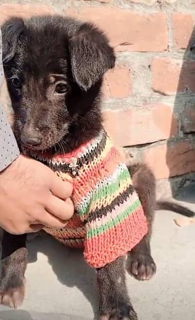 German shepherd mix black lab