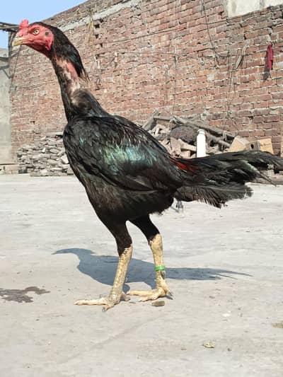 Thai male urgent for sale