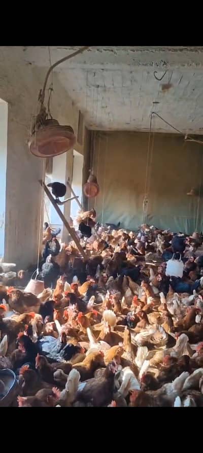 Lohmann brown and black hens for sale in best quality f1 breed.