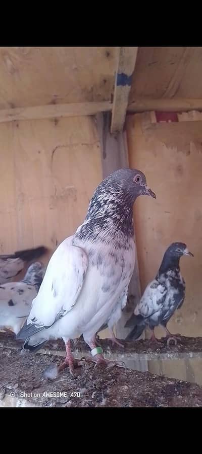 only Whatsapp cal 03180494722