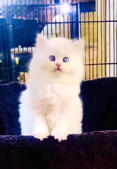 Persian Cats & Kittens for Sale may WhatsApp 03472175246