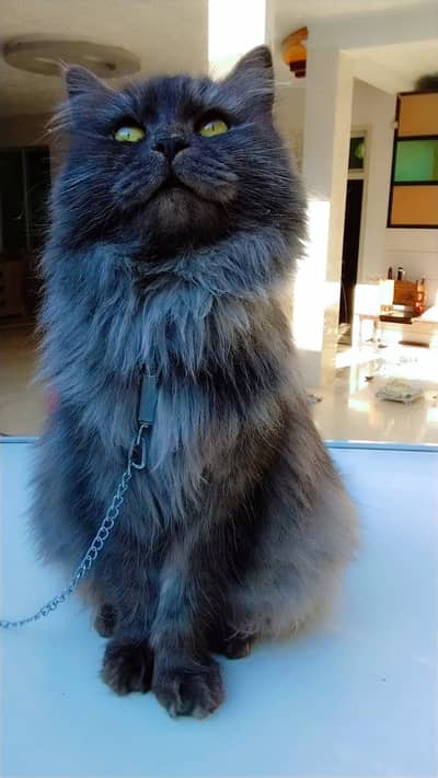 American Nebelung cat