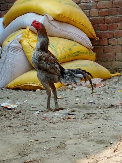 aseel thai pakoya x dragon