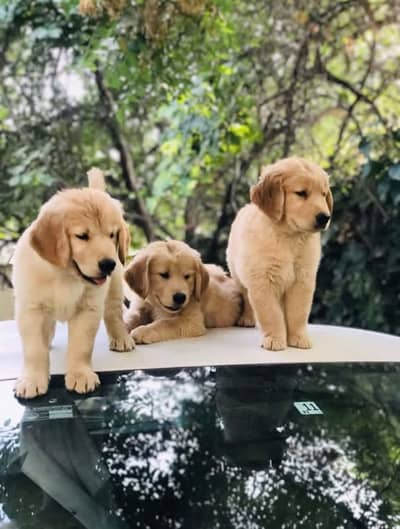 Golden retriever puppies