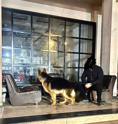German Shepherd Male for urgent sale