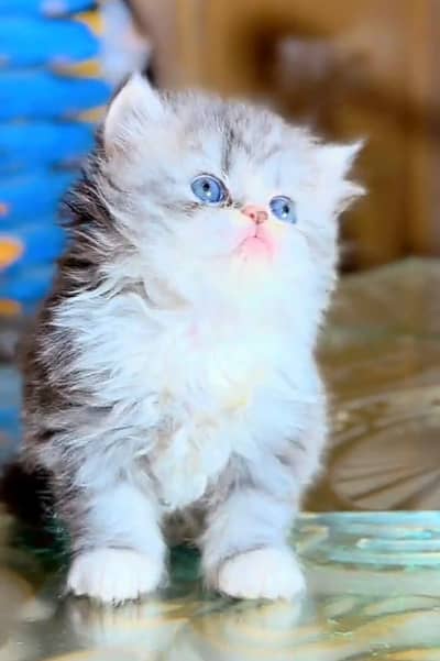 Persian Cats & Kittens for Sale may WhatsApp 03472175246
