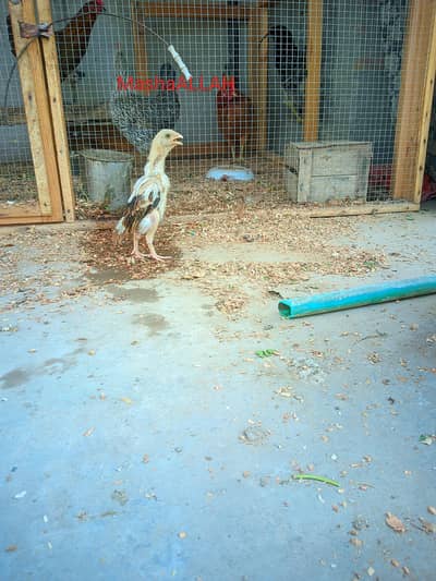 3 Aseel Miawali chicks