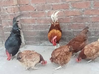 Egg laying Desi hens lohman Brown cross For sale