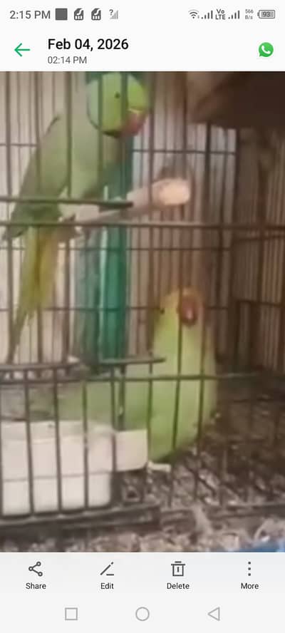 Ring Nik hand tem۔ 03226211136