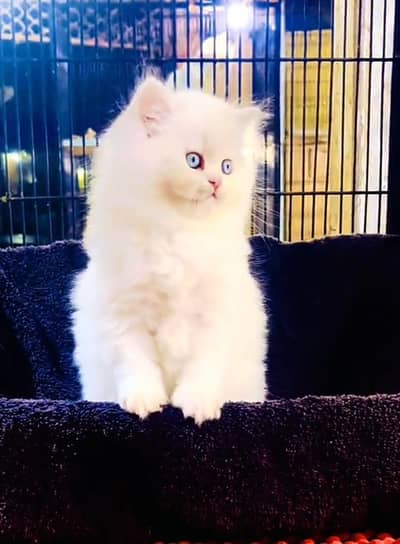 Persian Cats & Kittens for Sale may WhatsApp 03472175246