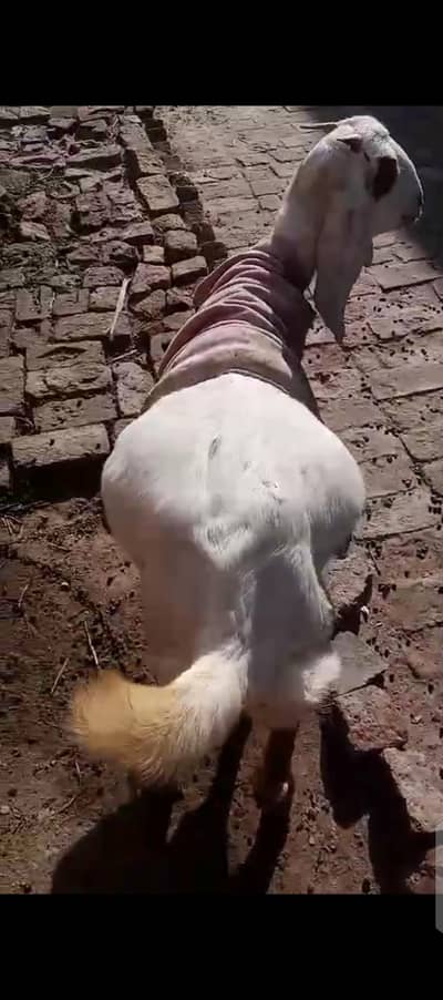 path 3 month ki gahbn