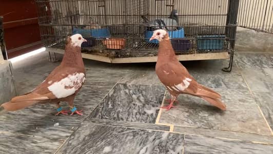 Red jogi chotidar breadr pair