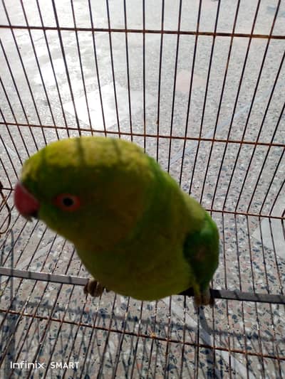 healthy parrot for sale