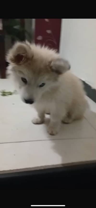 Siberian double coated husky for sale