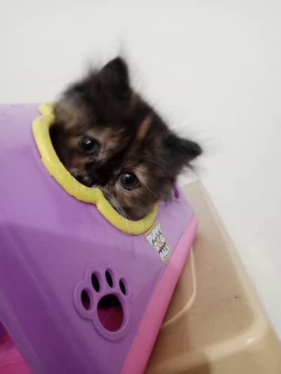 Persian kittens