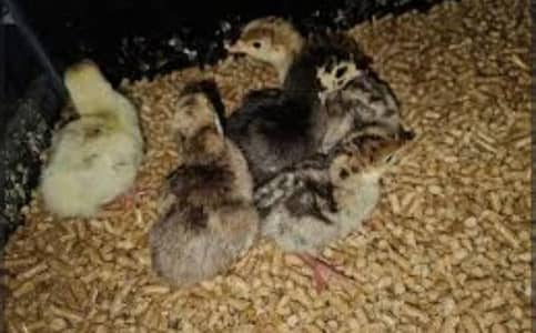 Turkey chicks