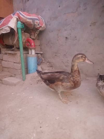 khakhi Campbell female