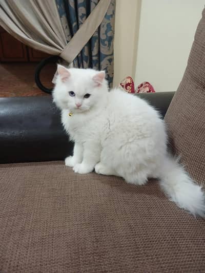 white Kitten ood eyes Blue and Gry