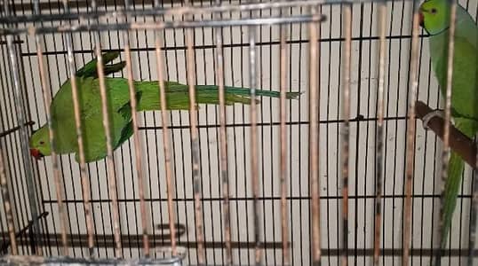 Green Parrots Ready to Breed pair available(age 3 years)