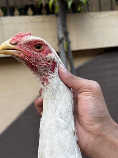 white o shamo long highted