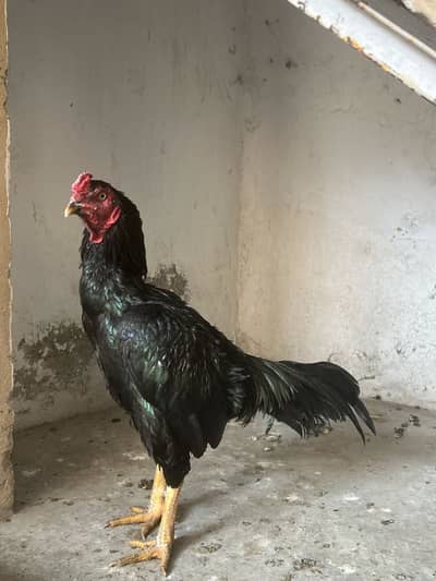 Aseel Lasani Pair for sale