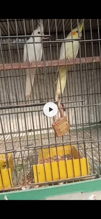 for sale cocktail pair