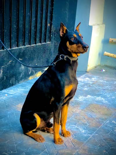 Trained,Healthy,vaccinated. 