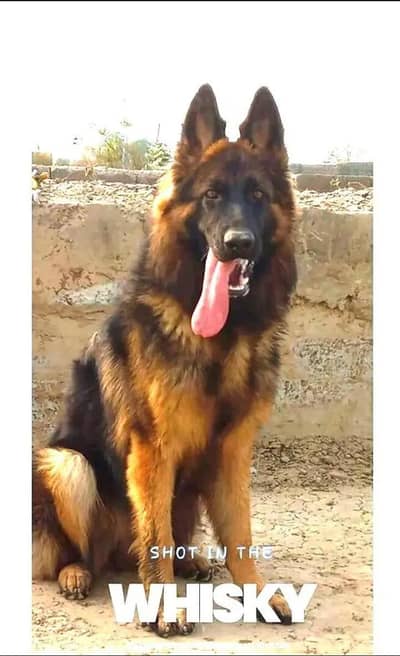 German shepherd Breeder female for sale