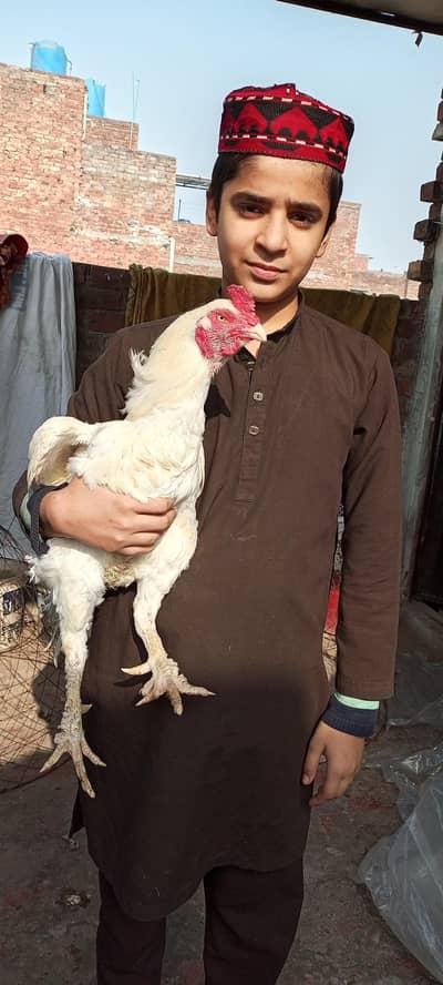 Heera murga paper white /chicks / murga / breeder/ murgi
