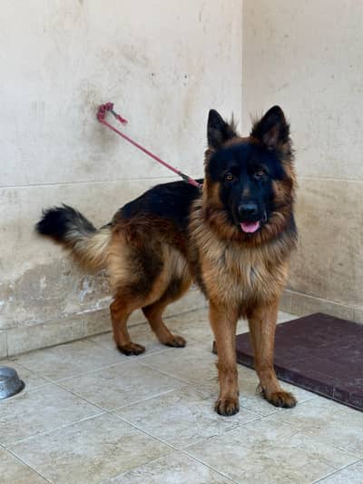 German shepherd (male)