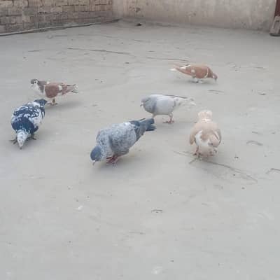 Lara ho kabootar ha total 6 piece ha