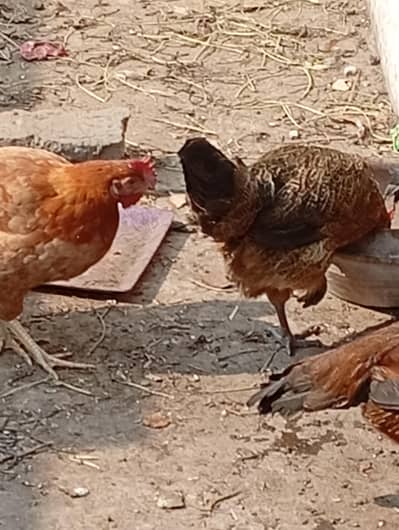 Hen health or active ha