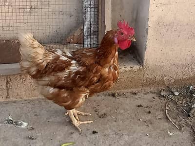 Hens Female