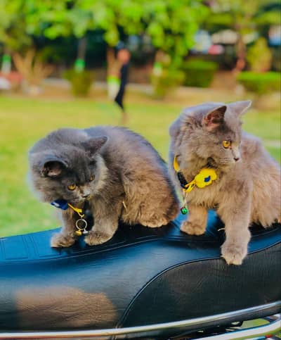 Persian cat and kitten