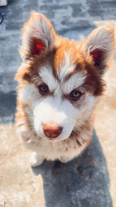 Female Puppy for Sale – 75 Days Old