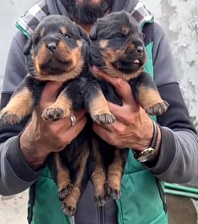 rottweiler puppies availables