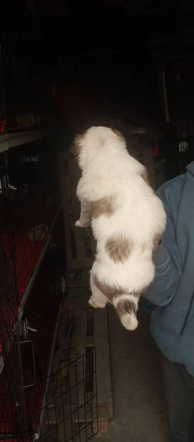 03475981324 all puppy available